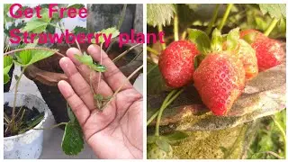 Free strawberry plant/How to get more strawberry plant at home/strawberry runner good or bad