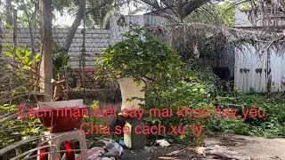 Cách nhận biết cây mai khoẻ hay yếu để chăm đúng hơn-chia sẻ cách chăm cây còn yếu cho ae mới chơi