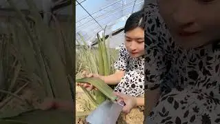 제가 가장 좋아하는 것은 알로에베라입니다! 강인한 생명력 덕분에 어떤 환경에서도 씩씩하게 자랄 수 있어요!