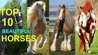 Top 10 Most Beautiful Horses In The World ✔