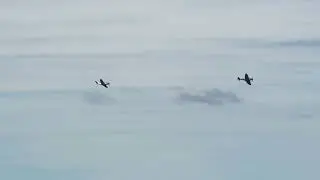 P-51 MUSTANG AND SPITFIRE PERFORMING at THE PACIFIC AIRSHOW GOLD COAST//#pacificairshow #p51mustang