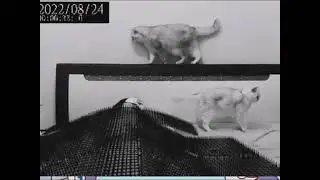 Kong Fu Cat #funny #cute #smart #reddit #shorts
