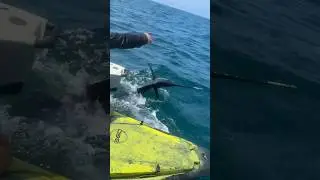 Kayak sailfish half of a mile off the beach.