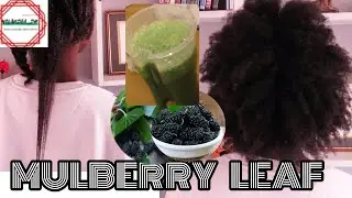 MULBERRY LEAF TEA for Growing THICK LONG HAIR| restore bald patches and your hairline| 4CNATURALHAIR