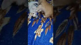 cat fight