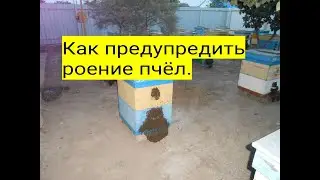 Как предупредить роение пчёл.