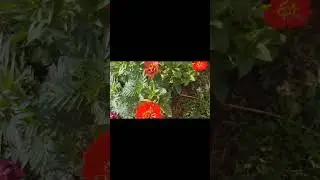 минутка релакса