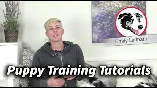 Puppy Training  - What to train first