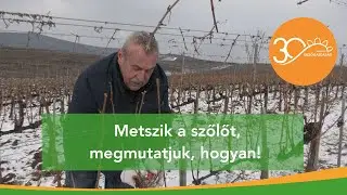 MMG - Szőlőmetszés télen és kora tavasszal