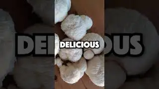 Powder or Capsules?