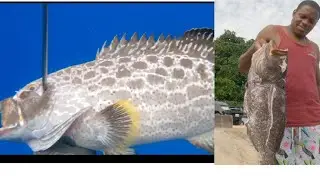 One Of My Best Catch, Ever | Spearfishing Catch And Sell
