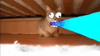 Virgola Cat From  WTF BOOM!!!!