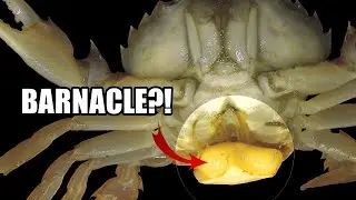 Parasitic Barnacle Facts: the BARNACLE You've NEVER HEARD OF 🤮