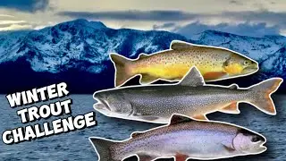 Winter Fishing Challenge at Lake Tahoe: 3 SPECIES SHOWDOWN!