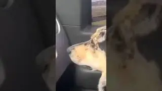 Расстроили собакена😢