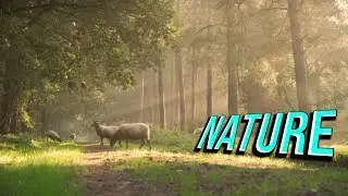 nature peace 🏝️ calm music || make you fells happy ☺️