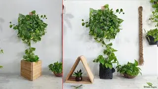 Amazing Money Plant Climbing Designs to Try in Your Home Decor | Indoor Money plant//GREEN PLANTS