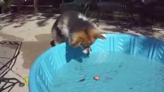 Clumsy corgi gets the strawberry