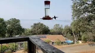 Hummingbird Slow-Mo Time-lapse Clearlake CA Shake your tail feathers!