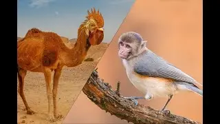 A funny edite of animals pohotos combination by photoshop☝️