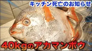 Kitchen disaster!! Cutting up a 40kg sunfish turned out to be disgusting!!