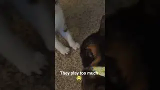 Snowbell and Mango play fight 