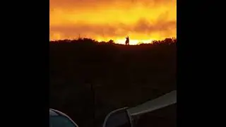 Драка кенгуру
