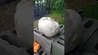 Гриб Дождевик . ВКО  съедобный очень вкусный гиб