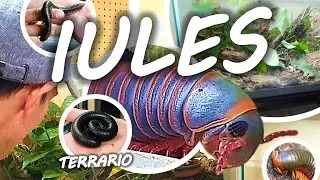 Millipedes, an easy and inexpensive terrarium for beginners