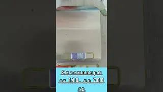 РАННЕСПЕЛЫЙ ТОМАТ ВЕЛИКАН для открытого грунта 2022