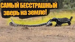 Самый отмороженный зверь на планете! Медоед против