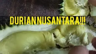 DURIAN KEBUN SENDIRI!!! @Heru.offici #videoshow #durianmurah #durianlokal