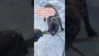 Приют для собак "Домашний" :"Выбери меня" Стаффи очень хочет обрести Семью!