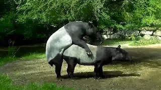 Malayan Tapir Mating   Emus swimming   Siberian Tiger Ahimsa   Tierpark Hellabru