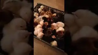 вывод цеплят