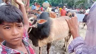 #sajonpur_goro_bajar#সাজনপুর গরু বাজার #নিকলী#কিশোরগঞ্জ#all_vlogs_plogs