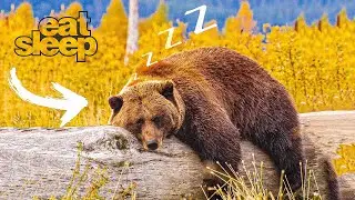 10 Most Unusual Sleeping Habits in the Animal Kingdom