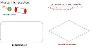 Muscarinic actions on blood vessels - M3 vasodilatation - in Arabic
