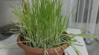 Kedi otunu kullanıyorsanız bu videoyu mutlaka izleyin