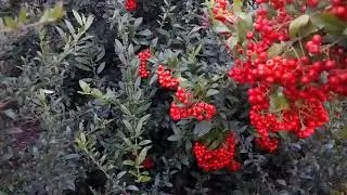 Кто знает,что это за куст