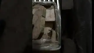 Стейки зубатки пестрой
