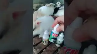 Persiapan penting sebelum ternak kelinci