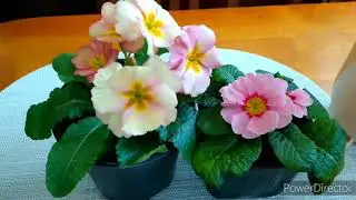 Примула посадка и уход (новинки для дачи)