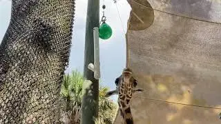 FutureZoo Giraffe Lift