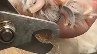 How to cut your dogs nails