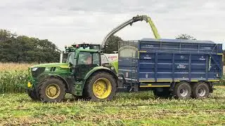 Maize 24