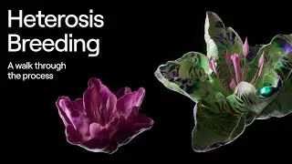 Heterosis NFT Breeding: A walk through the process
