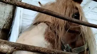 Пробежалась по конюшне. наши малявочки 😉