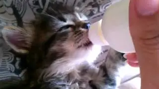 Baby Reeno - the Maine Coon mix kitten I found!