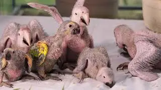 Baby Birds